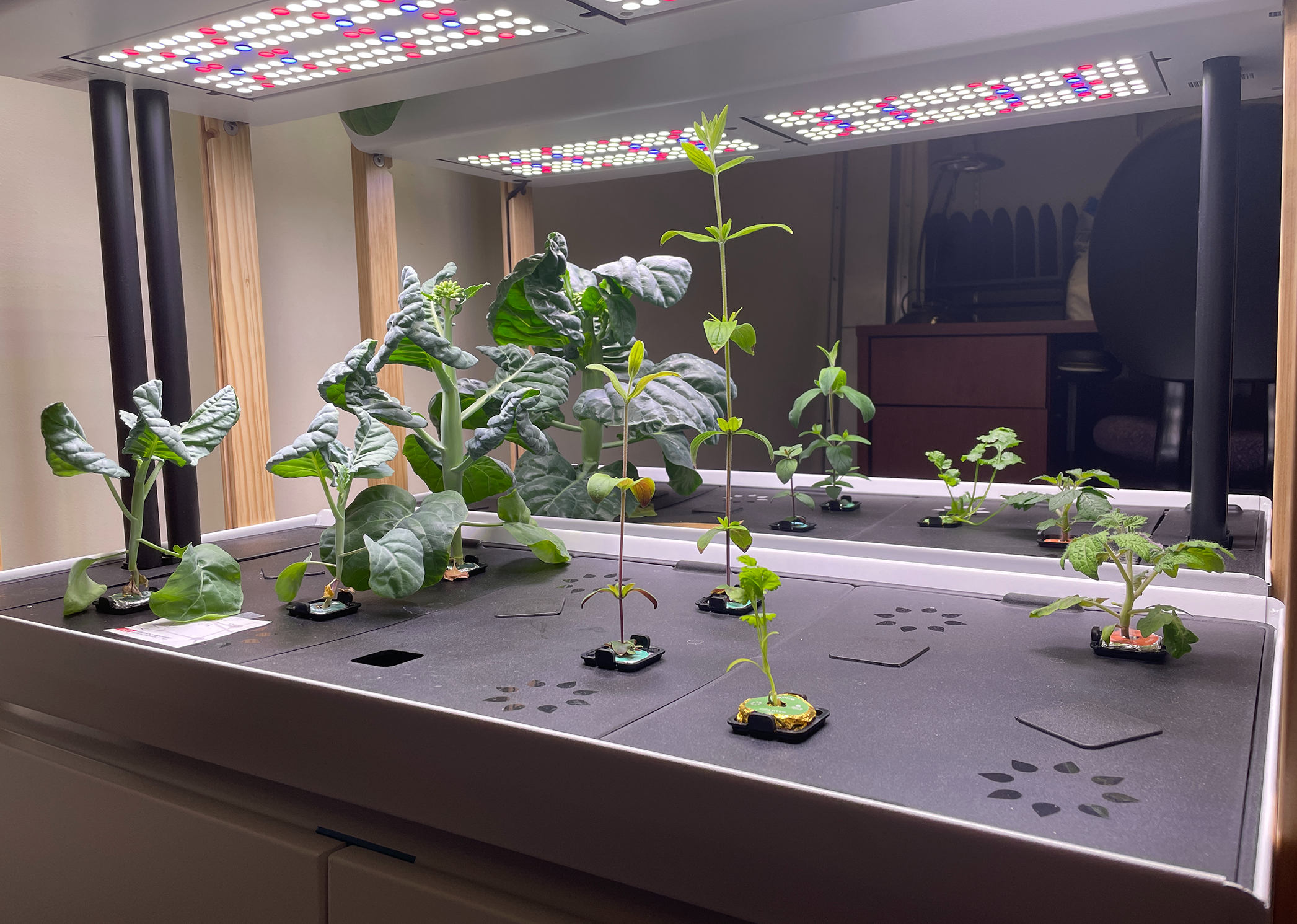Plants growing in the hydroponic system whose nitrogen uptake they monitor with their novel swept source Raman architecture